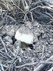 Battarrea phalloides