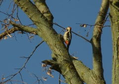 Dendrocopos syriacus