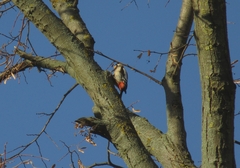 Dendrocopos syriacus