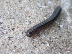 Anadenobolus monilicornis