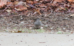 Zonotrichia leucophrys