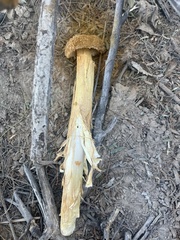 Battarrea phalloides
