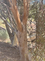 Eucalyptus steedmanii