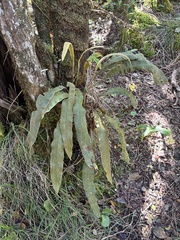 Elaphoglossum paleaceum