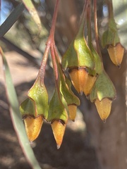 Eucalyptus steedmanii