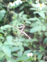Argiope argentata