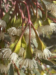Eucalyptus steedmanii