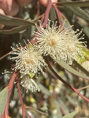 Eucalyptus steedmanii