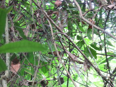 Cantorchilus guarayanus