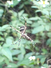 Argiope argentata
