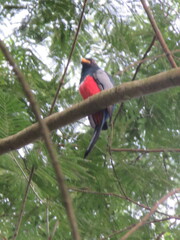 Trogon melanurus