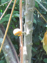 Vasconcellea cauliflora