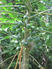 Vasconcellea cauliflora