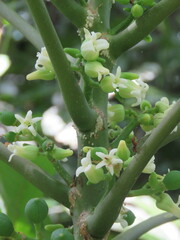 Vasconcellea cauliflora
