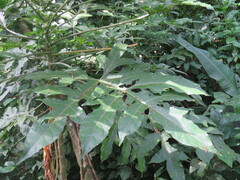 Vasconcellea cauliflora