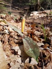 Erythronium