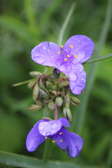 Tradescantia ohiensis
