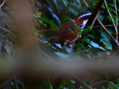 Pomatorhinus musicus