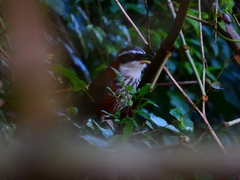 Pomatorhinus musicus