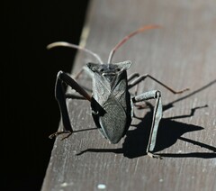 Acanthocephala declivis