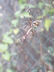 Argiope argentata