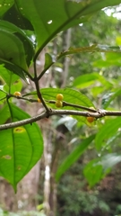 Henriettea flavescens