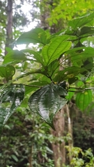 Henriettea flavescens