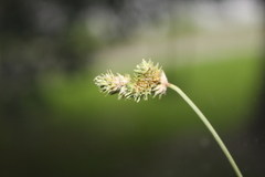 Carex normalis