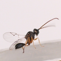 Anacharitinae