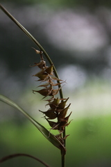 Carex atherodes