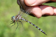 Austroaeschna unicornis