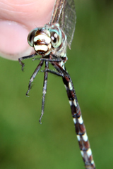 Austroaeschna unicornis