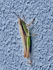 Bermius
