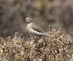 Epthianura albifrons