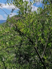 Cephalanthus salicifolius