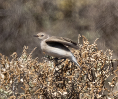 Epthianura albifrons