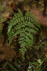 Hypodematium