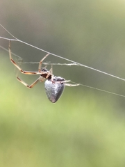 Argyrodes antipodianus