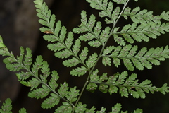Hypodematium