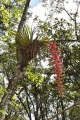 Tillandsia prodigiosa