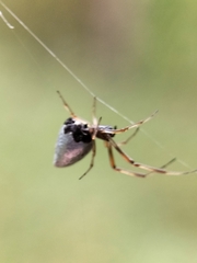 Argyrodes antipodianus