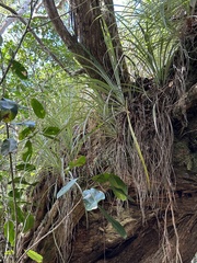 Astelia argyrocoma