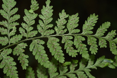 Hypodematium