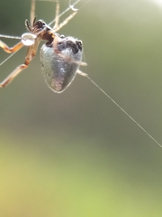 Argyrodes antipodianus