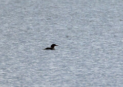 Mergus merganser americanus