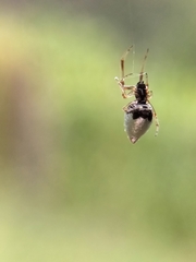Argyrodes antipodianus