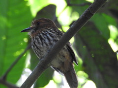 Malacoptila panamensis
