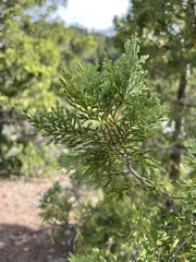 Austrocedrus chilensis