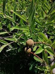 Cephalanthus salicifolius