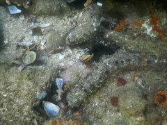 Holothuria grisea